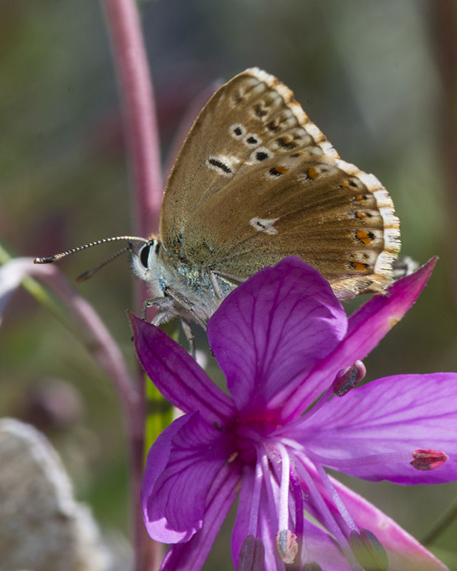 Polyommatus coridon ♀ anomala